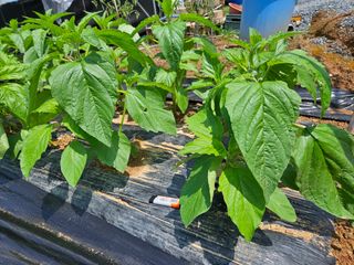 김성진님의 참깨 · 자유게시판 작성글 사진