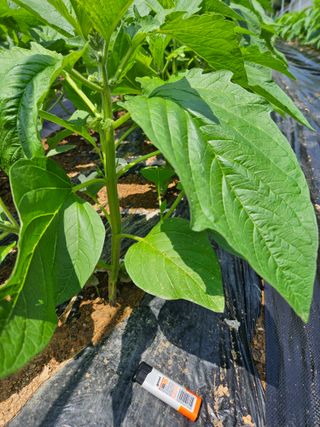 김성진님의 참깨 · 자유게시판 작성글 사진