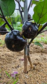 팜모닝 기타작물·자유게시판 게시글 이미지