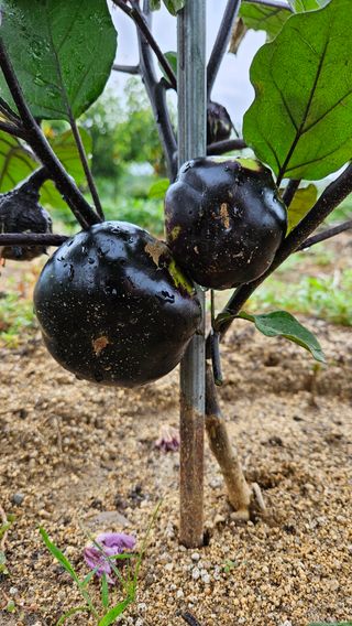 가산농장님의 기타작물 · 자유게시판 작성글 사진