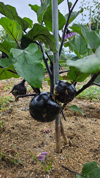 가산농장님의 기타작물 · 자유게시판 작성글 사진