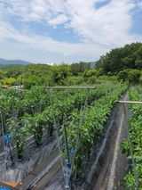 팜모닝 자유주제·자유게시판 게시글 이미지