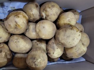 박순덕님의 감자 · 자유게시판 작성글 사진