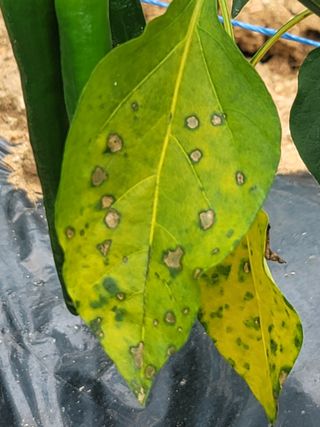 양금님의 고추 · 일상 작성글 사진