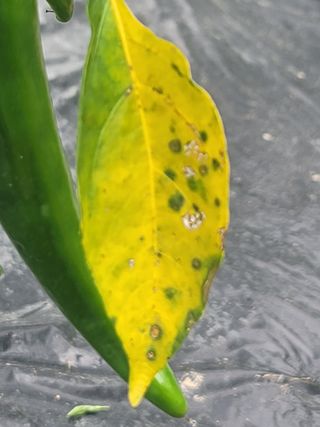 양금님의 고추 · 일상 작성글 사진