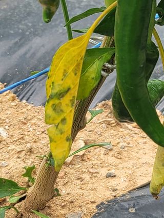 양금님의 고추 · 일상 작성글 사진