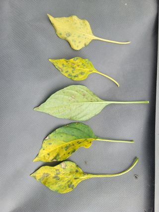 양금님의 고추 · 일상 작성글 사진