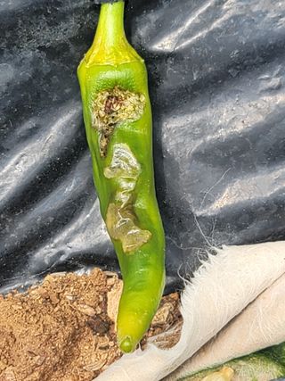 양금님의 고추 · 일상 작성글 사진