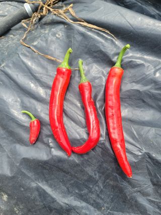 양금님의 고추 · 일상 작성글 사진