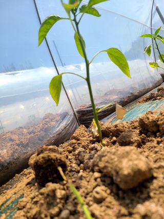 설이하랑이님의 고추 · 병해충상담 작성글 사진