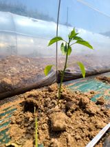 팜모닝 고추·병해충상담 게시글 이미지