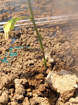 설이하랑이님의 고추 · 병해충상담 작성글 사진