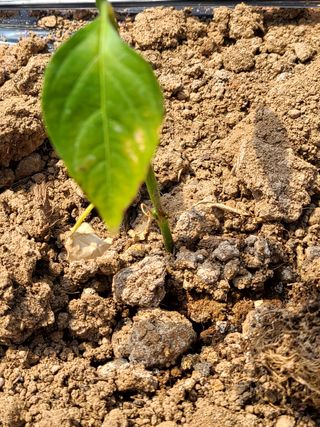 설이하랑이님의 고추 · 병해충상담 작성글 사진