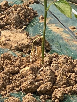 설이하랑이님의 고추 · 병해충상담 작성글 사진