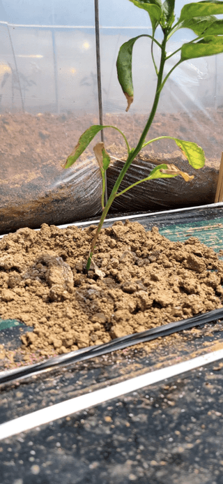 설이하랑이님의 고추 · 병해충상담 작성글 사진