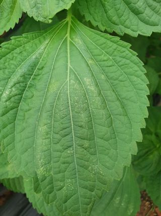 찡찡님의 들깨 · 자유게시판 작성글 사진