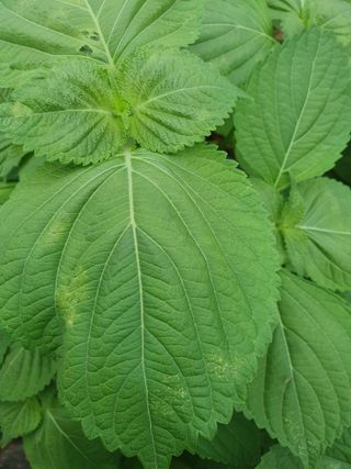 찡찡님의 들깨 · 자유게시판 작성글 사진