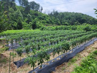 옥수수5483님의 고추 · 영농일지 작성글 사진