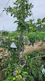 팜모닝 사과·병해충상담 게시글 이미지