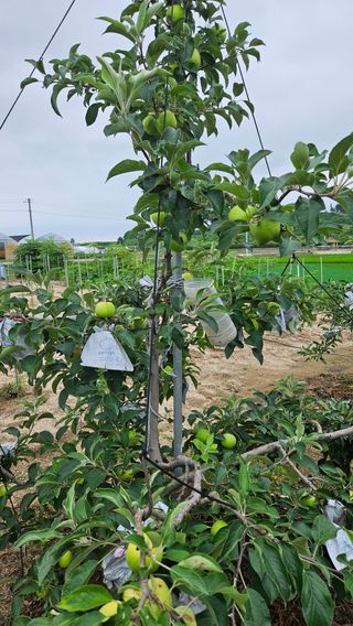 가산농장님의 사과 · 병해충상담 작성글 사진