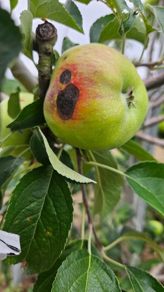가산농장님의 사과 · 병해충상담 작성글 사진