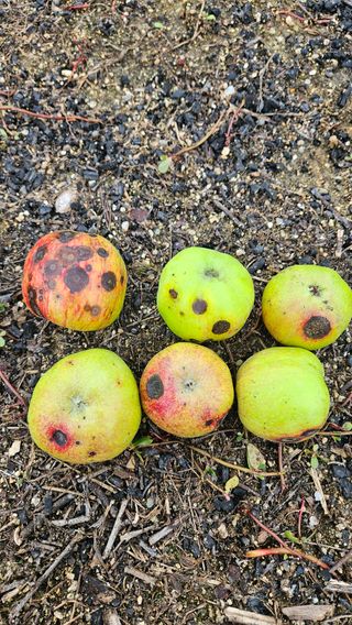 가산농장님의 사과 · 병해충상담 작성글 사진