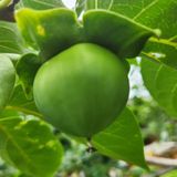 팜모닝 감·자유게시판 게시글 이미지