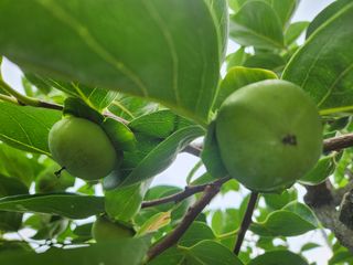 단감청년님의 감 · 자유게시판 작성글 사진
