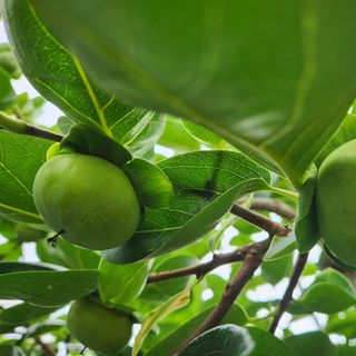 단감청년님의 감 · 자유게시판 작성글 사진