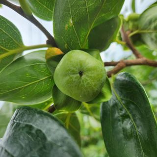 단감청년님의 감 · 자유게시판 작성글 사진