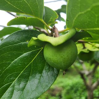 단감청년님의 감 · 자유게시판 작성글 사진