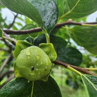단감청년님의 감 · 자유게시판 작성글 사진