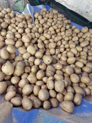 해안로님의 감자 · 자유게시판 작성글 사진