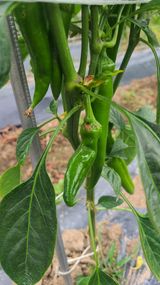 팜모닝 고추·병해충상담 게시글 이미지