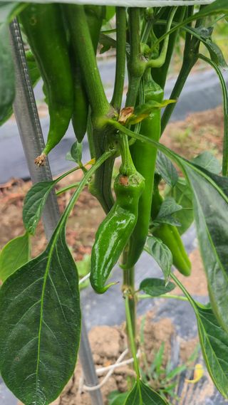 청산님의 고추 · 병해충상담 작성글 사진