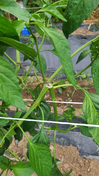 청산님의 고추 · 병해충상담 작성글 사진