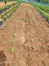 팜모닝 들깨·영농일지 게시글 이미지