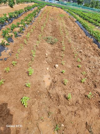 류승원님의 들깨 · 영농일지 작성글 사진