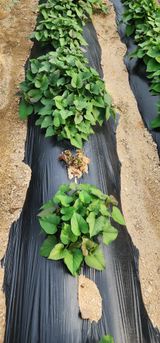 팜모닝 고구마·병해충상담 게시글 이미지