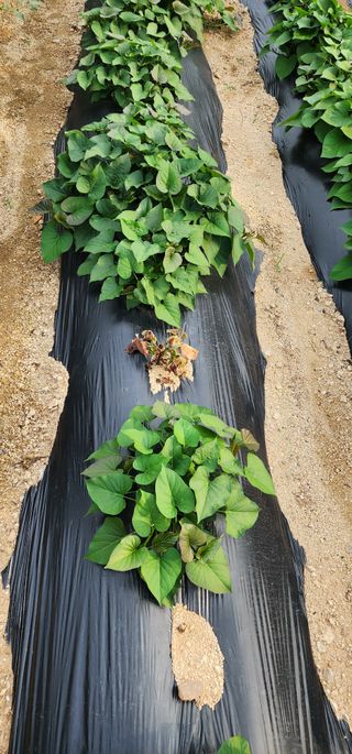 김경민님의 고구마 · 병해충상담 작성글 사진