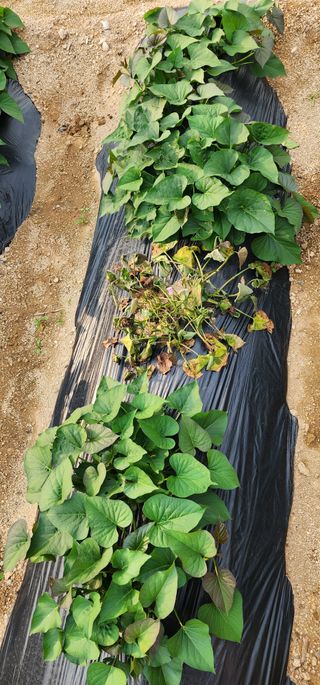 김경민님의 고구마 · 병해충상담 작성글 사진