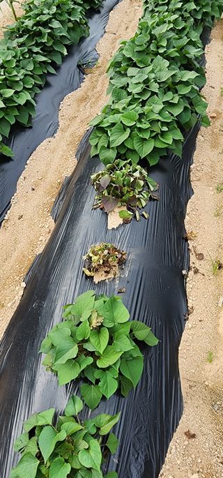 김경민님의 고구마 · 병해충상담 작성글 사진