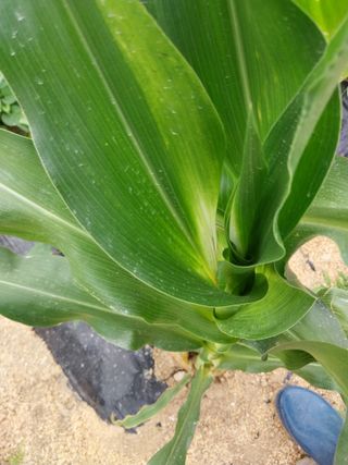 상원(尙沅)님의 옥수수 · 병해충상담 작성글 사진