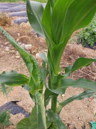 상원(尙沅)님의 옥수수 · 병해충상담 작성글 사진