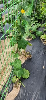 팜모닝 오이·병해충상담 게시글 이미지