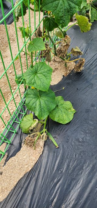 김경민님의 오이 · 병해충상담 작성글 사진