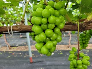 박미라님의 포도 · 영농일지 작성글 사진