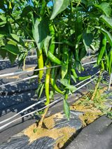 팜모닝 고추·병해충상담 게시글 이미지