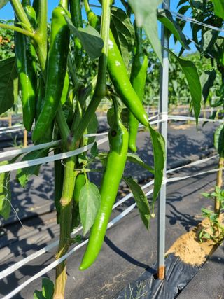 한백농장님의 고추 · 병해충상담 작성글 사진