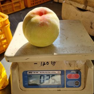 피치나라님의 복숭아 · 자유게시판 작성글 사진